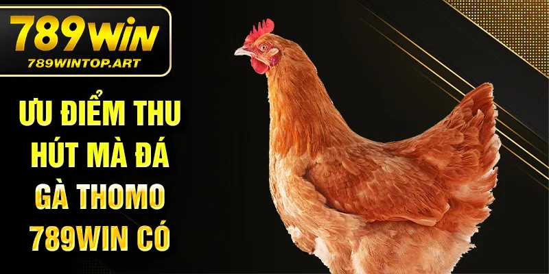 Ưu điểm thu hút mà đá gà Thomo 789Win có
