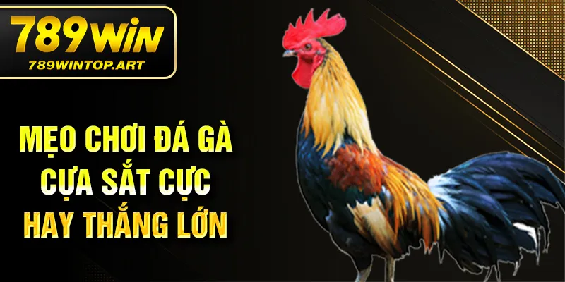 Mẹo chơi đá gà cựa sắt cực hay thắng lớn