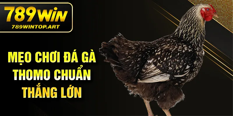 Mẹo chơi đá gà Thomo chuẩn thắng lớn